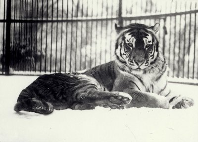 Tigre de Sibérie ou de l